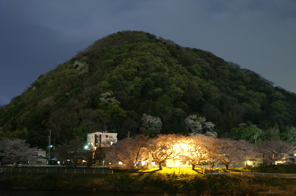 湘南平と桜