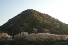 夕方の湘南平と桜