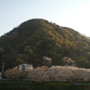 夕方の湘南平と桜