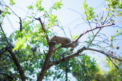 ご飯を求めて！