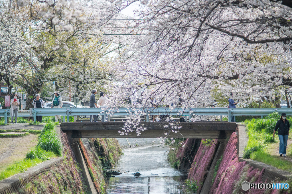 桜並木と小川