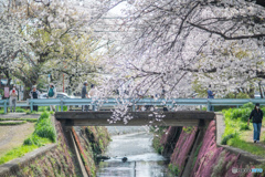 桜並木と小川