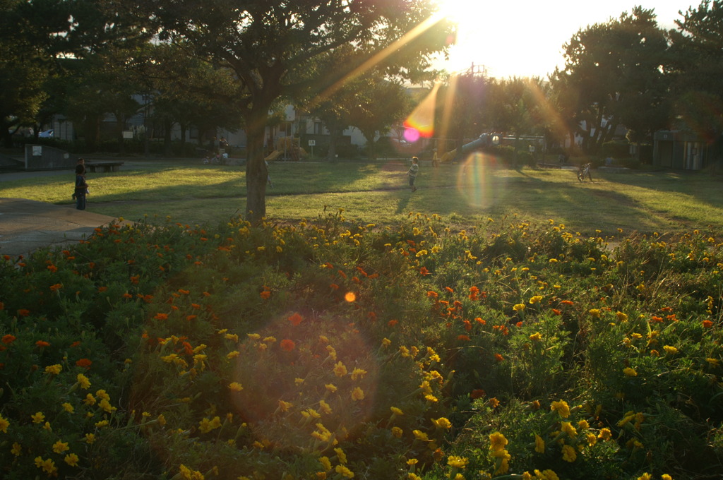 夕日の公園の花壇