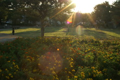 夕日の公園の花壇