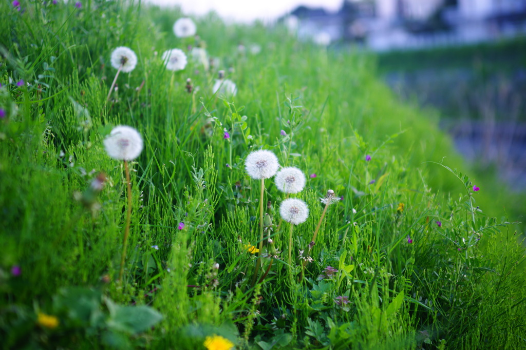 飛び立つ準備完了！後は風まかせ♪