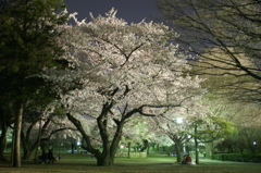 夜桜と花見