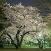 夜桜と花見