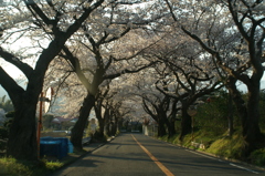 桜坂