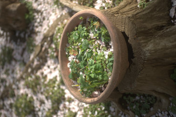 古株の鉢植え♪
