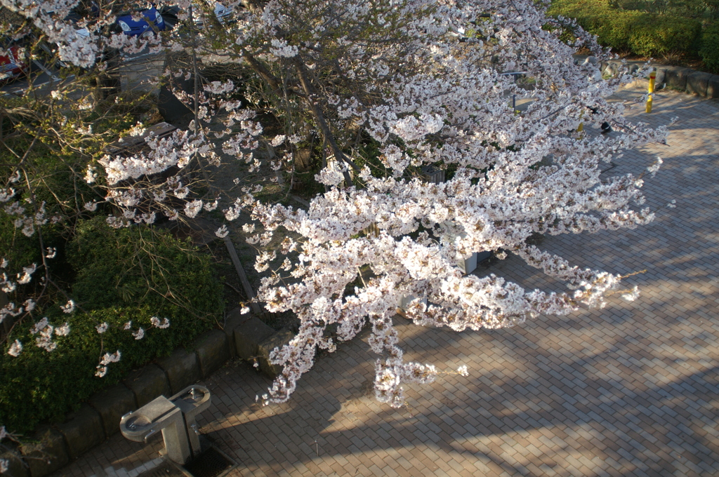 湘南平の桜