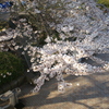 湘南平の桜