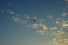 夕暮れの空を飛ぶ鳥2