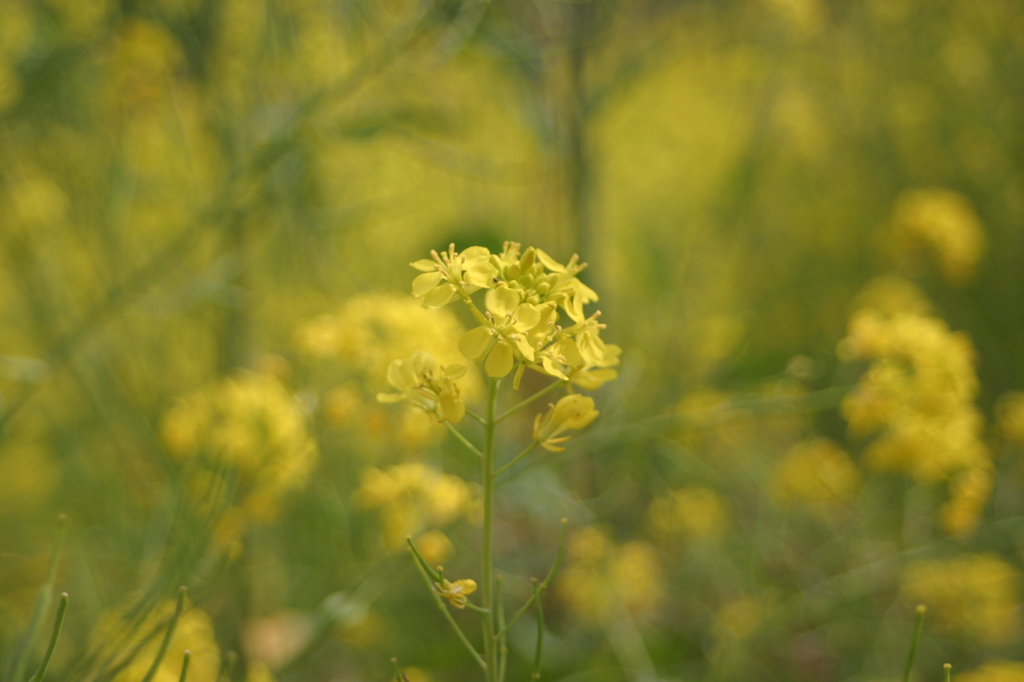 菜の花の咲く小川にて