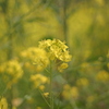 菜の花の咲く小川にて