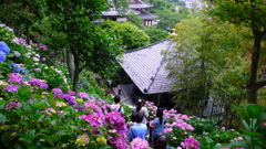 長谷寺の紫陽花