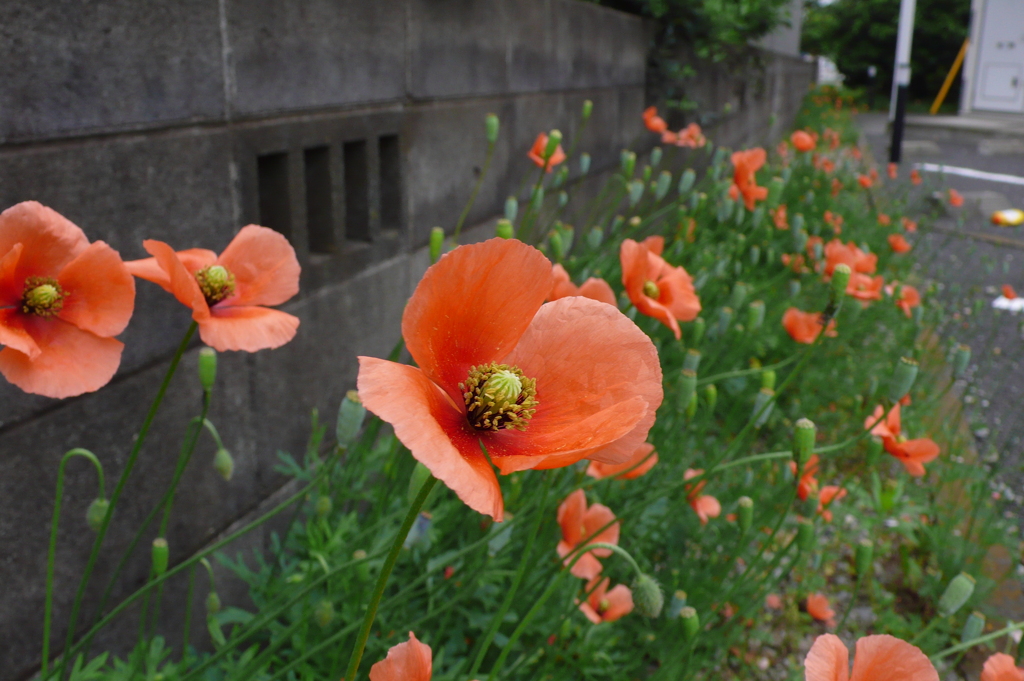 ポピーの花壇