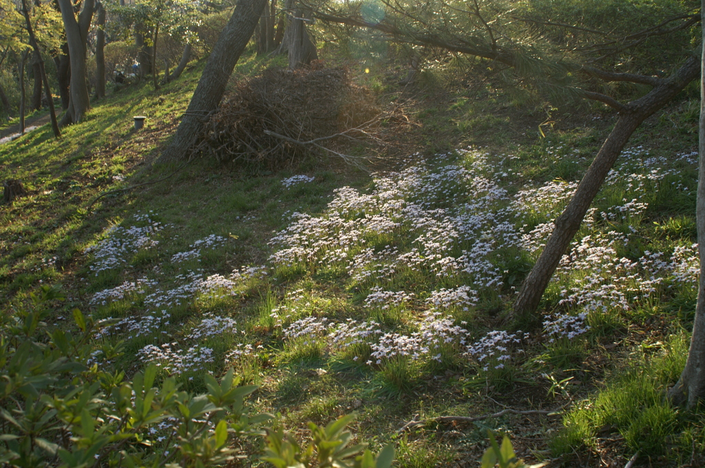 陽だまりの花