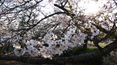 公園と桜2