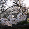 公園と桜2