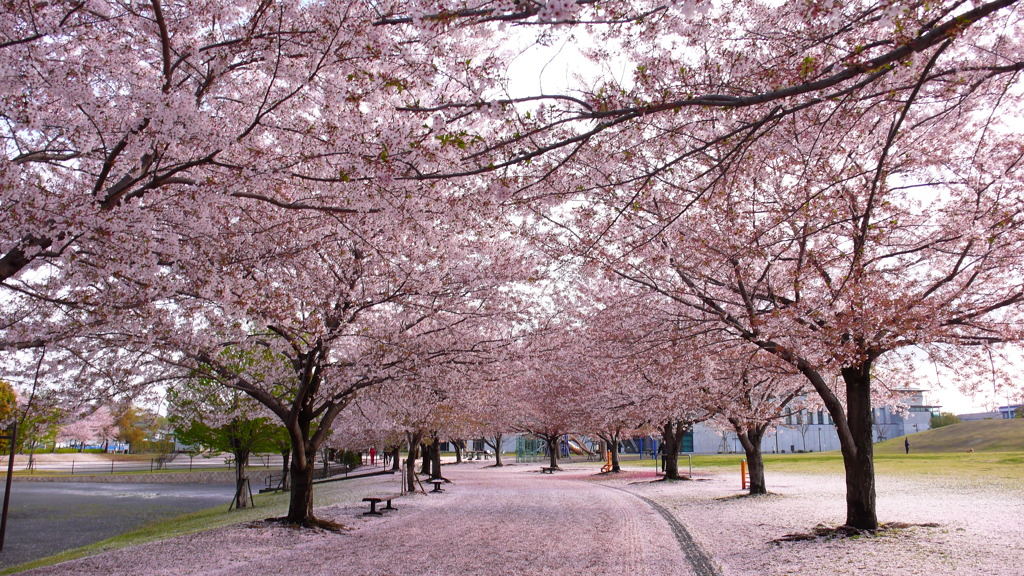 桜並木