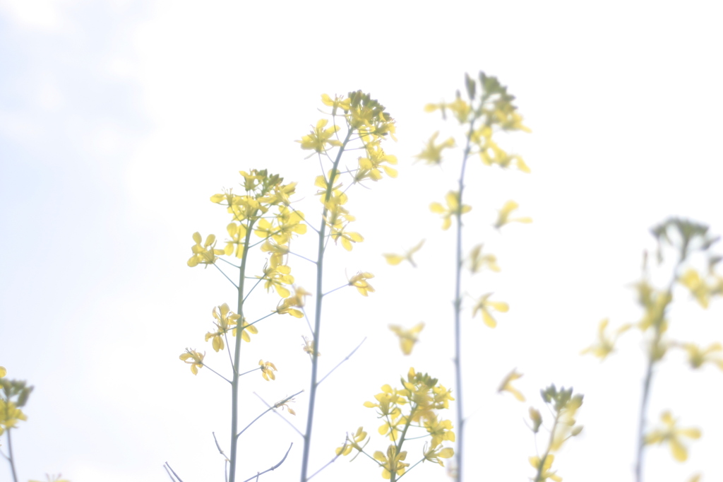 光の中に咲く菜の花