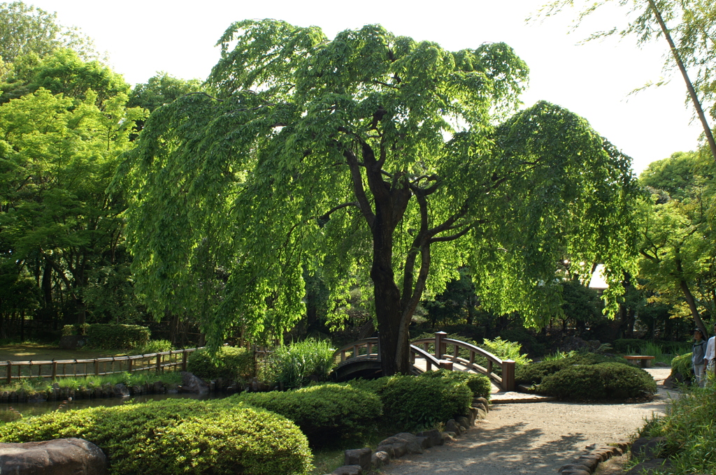 総合公園内の庭園4