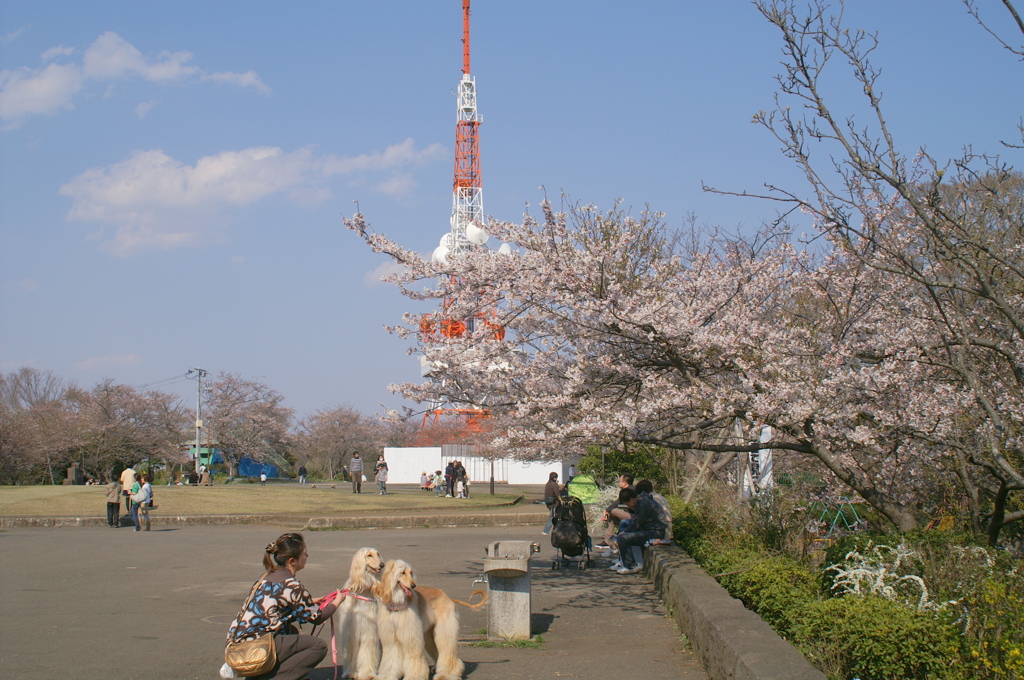 鉄塔とお花見をするわんちゃんズ