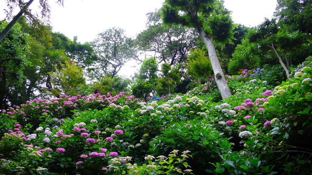 見上げれば紫陽花