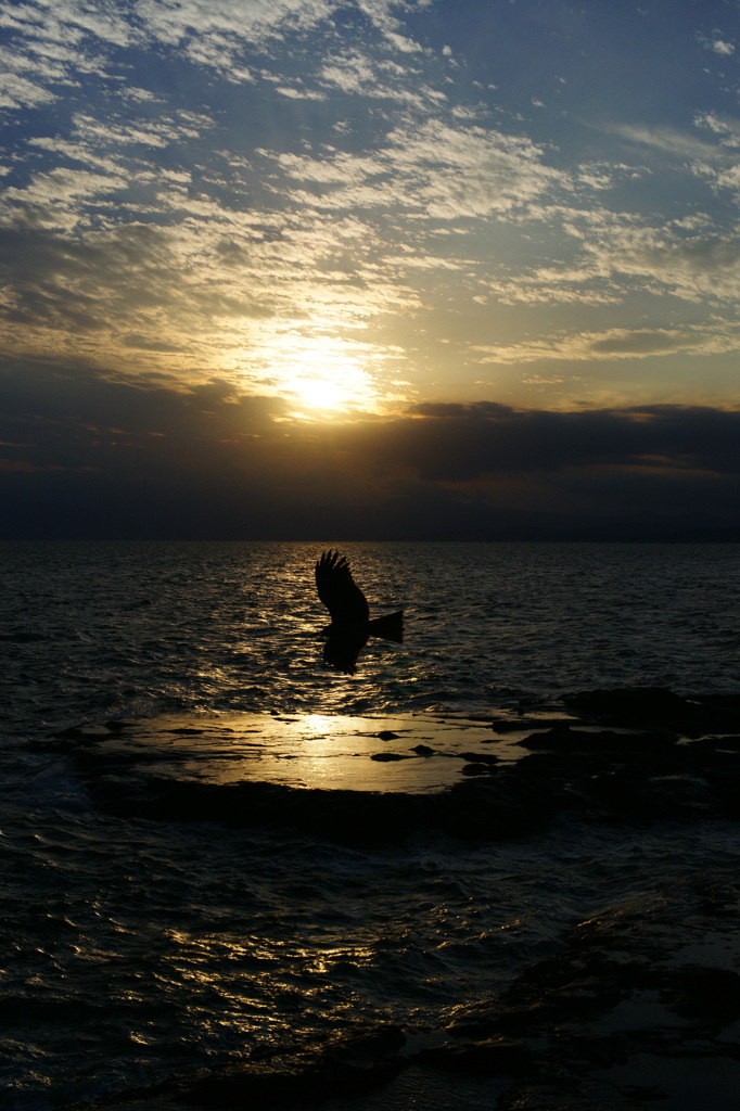 夕日に照らされる鳶