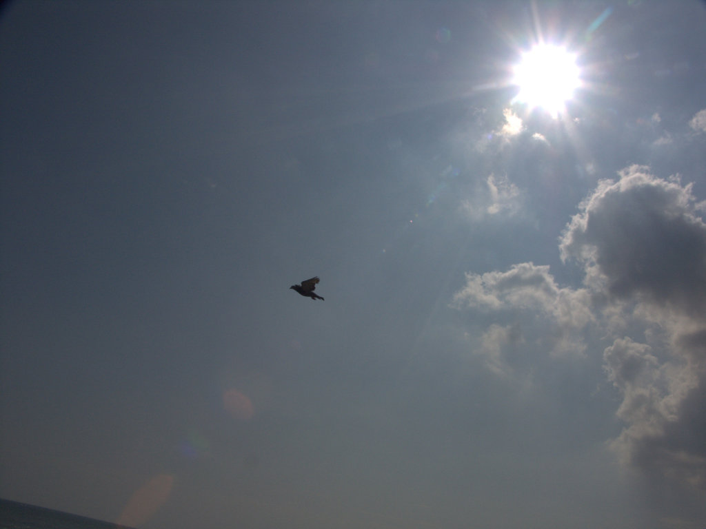 太陽と鳩