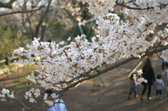 公園の桜