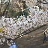 公園の桜