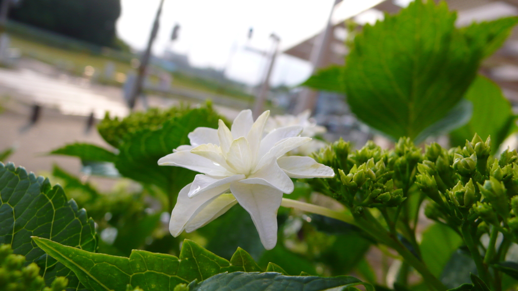 咲く紫陽花