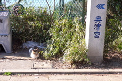 江ノ島のネコ