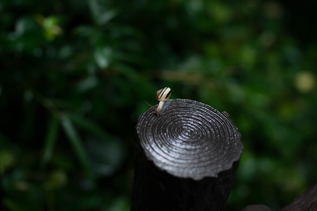 雨上がりのカタツムリ
