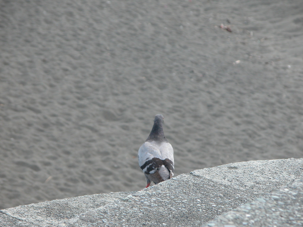 黄昏の鳩