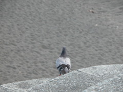 黄昏の鳩