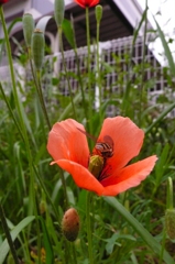 ポピーと花粉集めの蜂