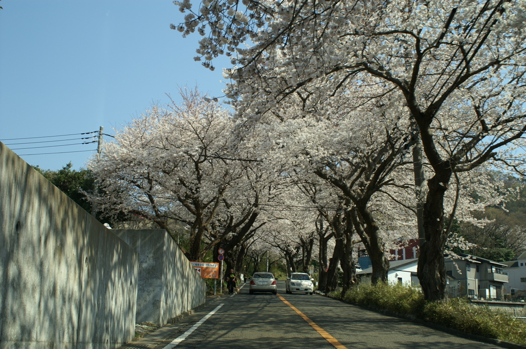 桜坂