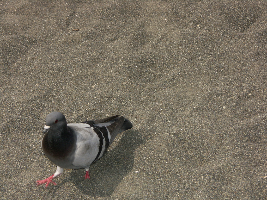 湘南の砂浜にて鳩のおさんぽ