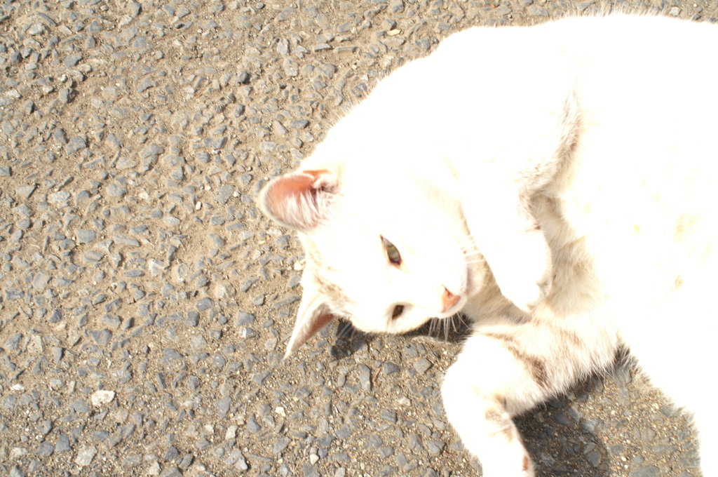 にゃ～（ギロ）