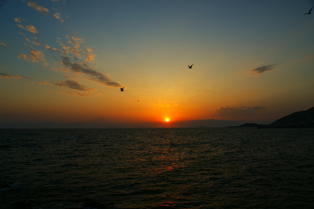 夕暮れの空を飛ぶ鳥