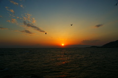 夕暮れの空を飛ぶ鳥