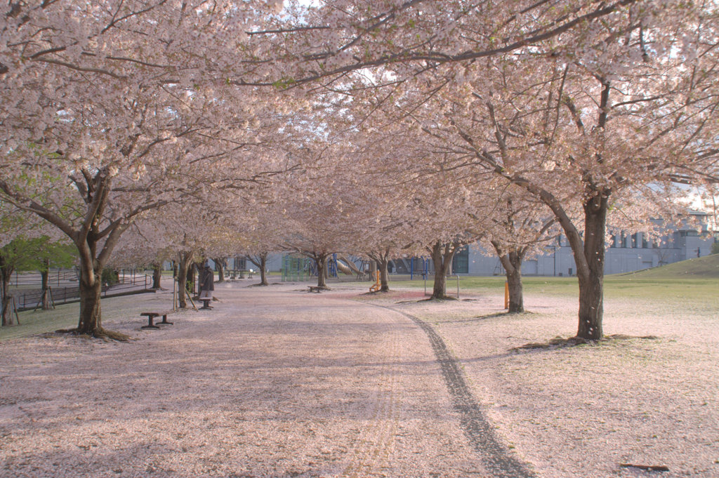 桜並木2