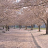 桜並木2