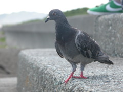 獲物を狙う鳩