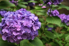 紫陽花