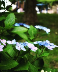 紫陽花