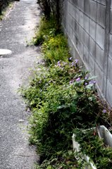 裏道です