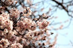 桜を見に行ったときに撮りました